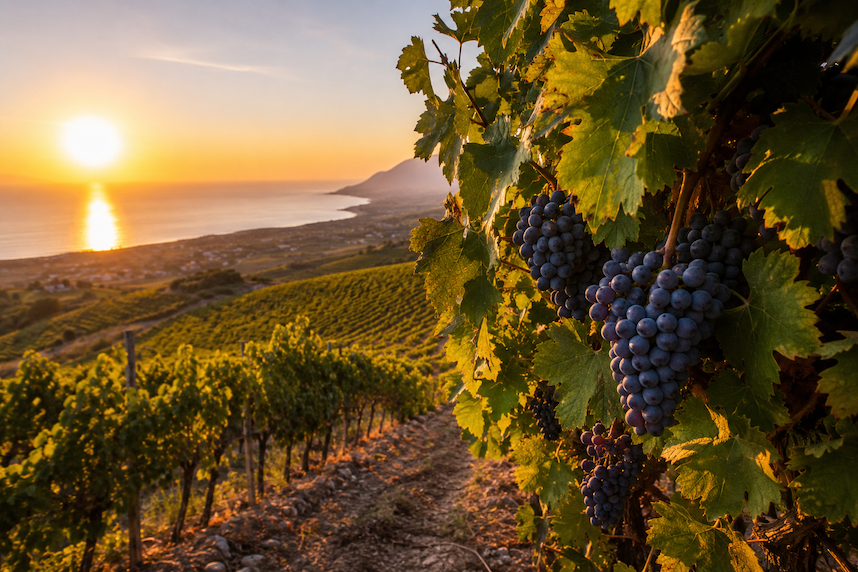 Vini siciliani: una grande tradizione da scoprire